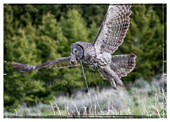 Dinnertime for Great Grey Owl