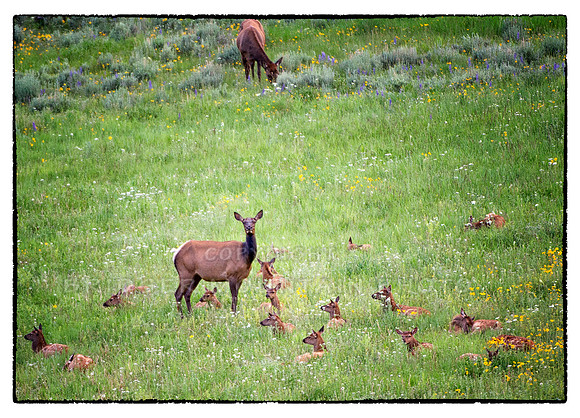 Elk Daycare