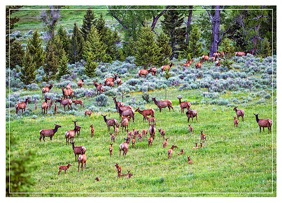 Elk Herd