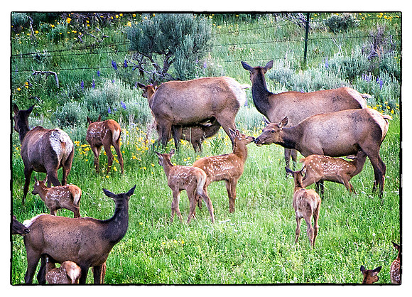 Elk Kisses