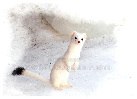 Ermine in Winter