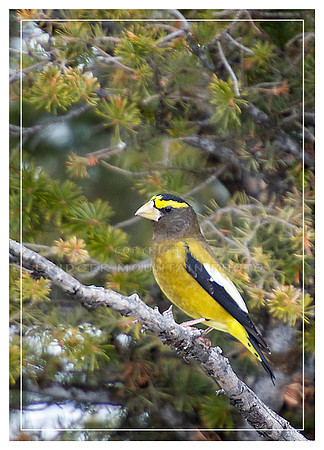 Evening Grosbeak