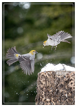 Female P Grosbeaks Battling it Out