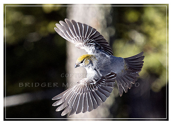 Female Pine Grosbeak in Flight