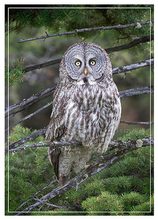 Great Gray Owl in a tree