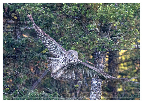 Great Gray Owl in Flight