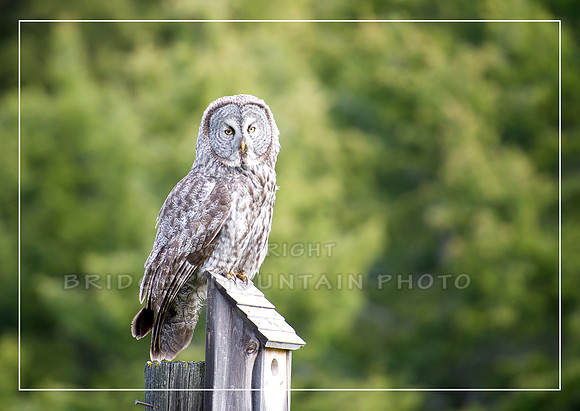 Great Gray Owl on Bird House