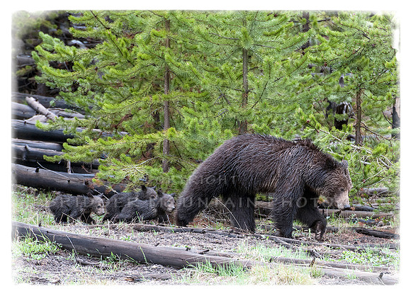 Grizzly followed by her 3 cubs