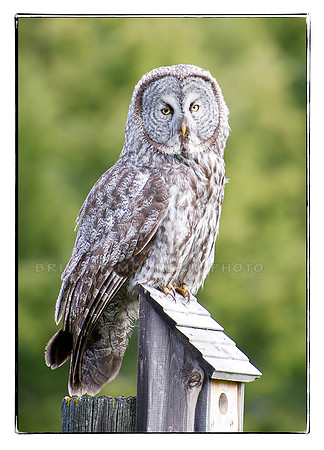 Great Grey Owl-2