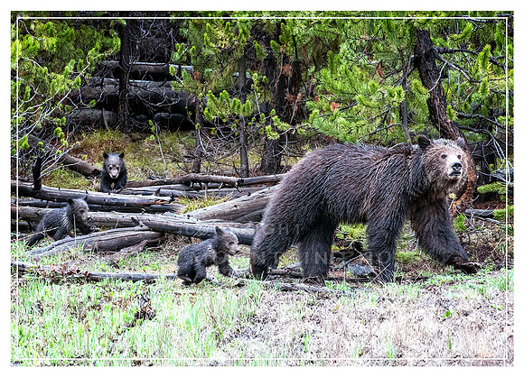 Grizzly Mom and her 3 cubs