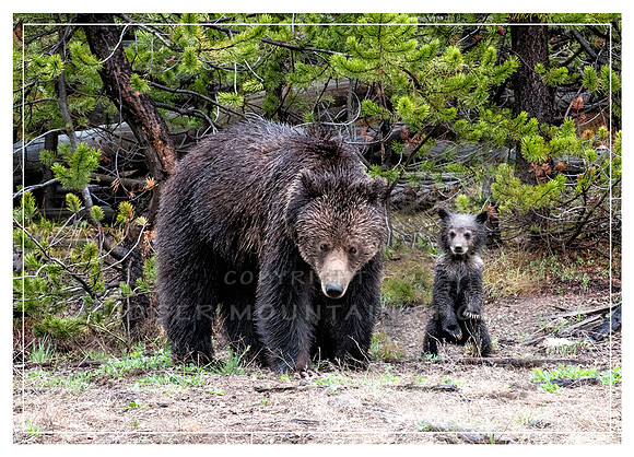 Grizzly Sow and her Cub