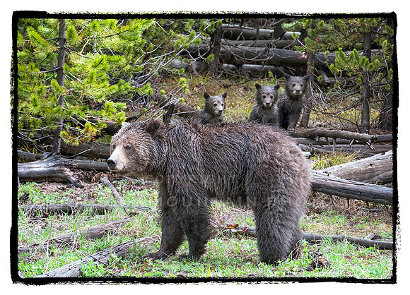 Grizzly sow with 3 cubs-2