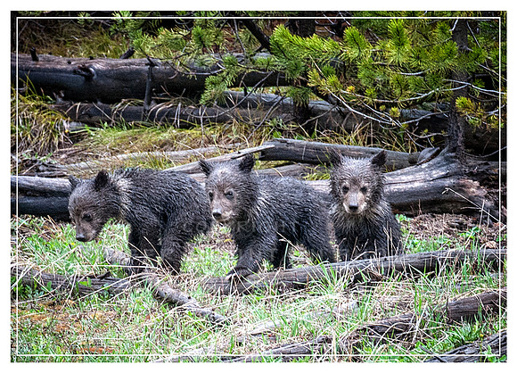 Grizzly Three Grizzly Cubs-2
