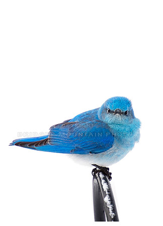 Grumpy Bluebird-2