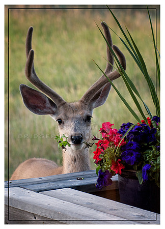 Guilty deer-2