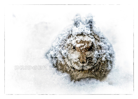 Hiding in the Snow-2