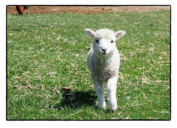 His Fleece was White as Snow-2