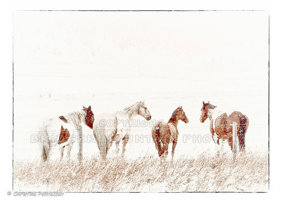 Horses in the Snow-2