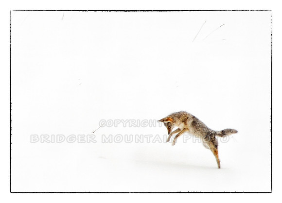 Hunting Coyote