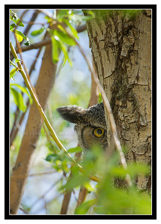 I See You owl