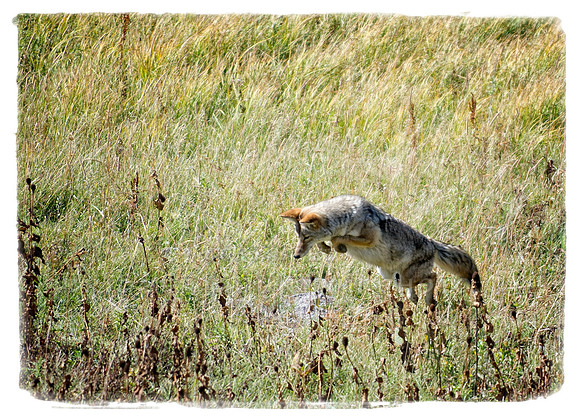 Jumping Coyote in YNP