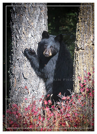 Little Black Bear