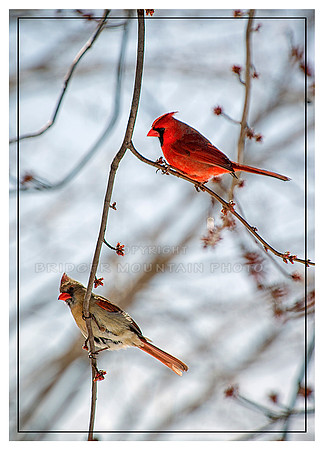 M & F Northern Cardinals