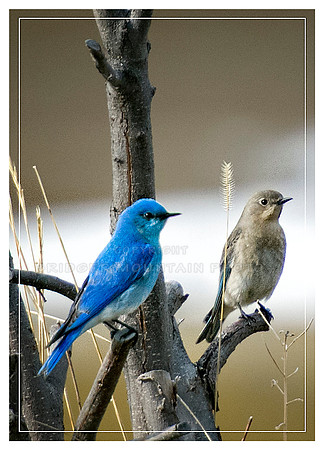 Male & Female Mountain Bluebirds