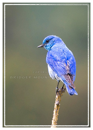 Male Bluebird with band