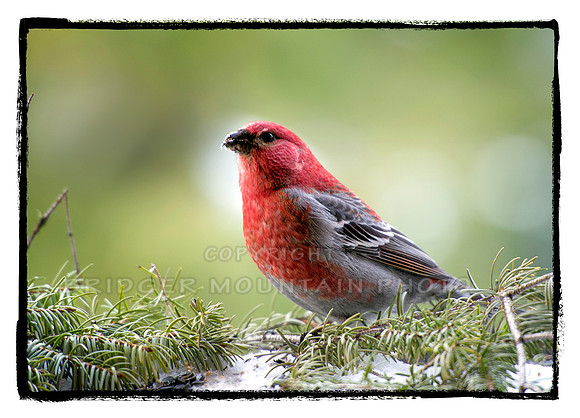 Male Pine Grosbeak