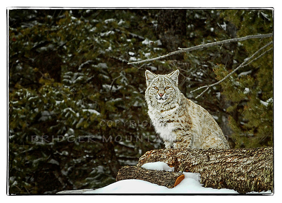 Montana Bobcat