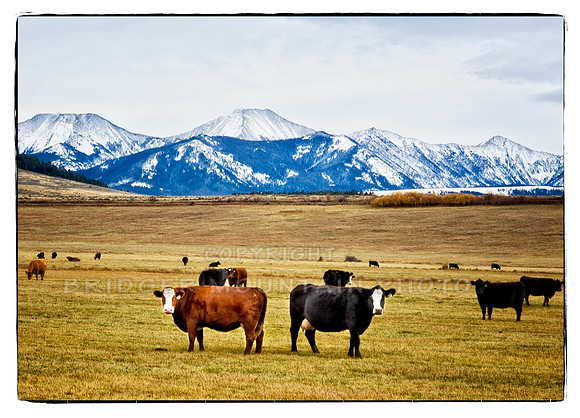 Montana Cows by the Crazies