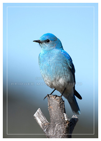 Mountain Bluebird blue background
