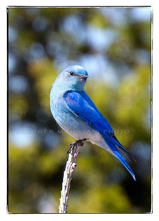 Mountain Bluebird on a Tree Branch