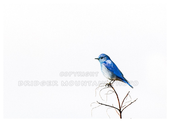 Mountain Bluebird on Branch