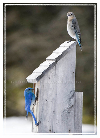 Mr and Mrs Bluebird