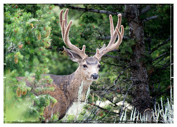 Mule Deer Buck in the Woods