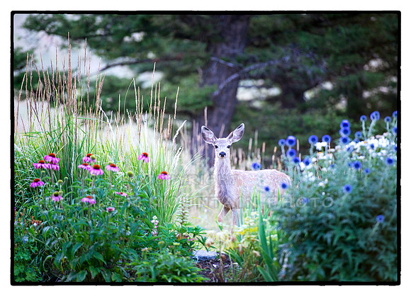 Mule Deer Fawn in the Flowers