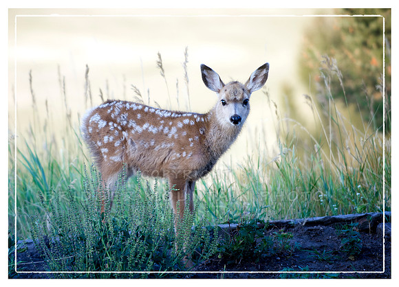 Mule Deer Fawn with spots