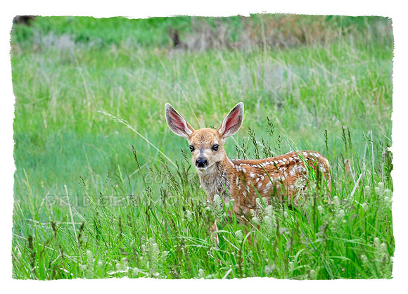 Mule Deer Fawn