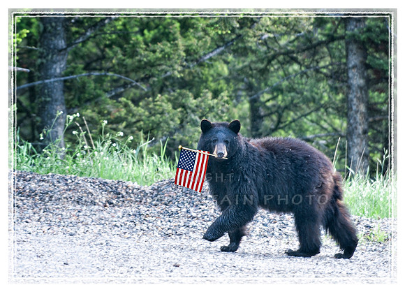 Patriotic bear