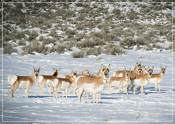 Pronghorn