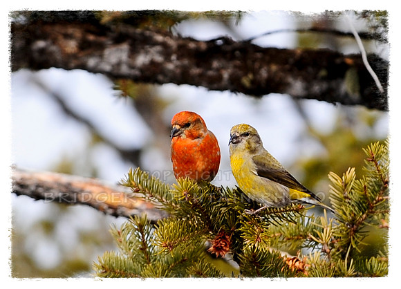 Red Crossbills
