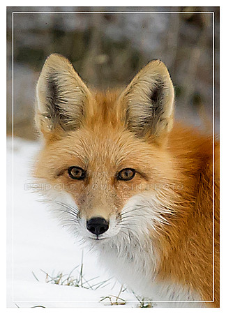 Red Fox face
