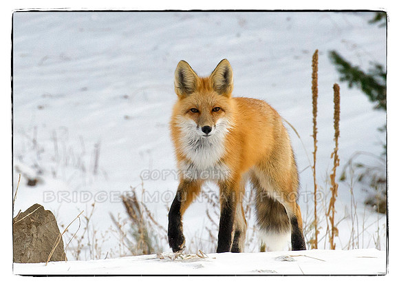 Red Fox in Snow