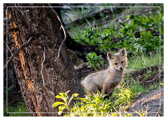 Red Fox Kit
