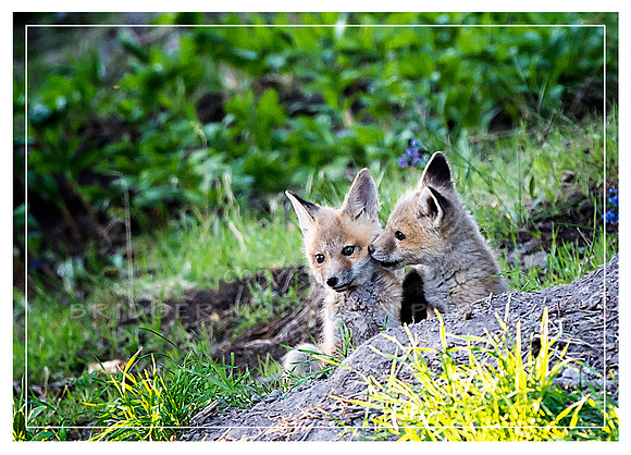 Red Fox kits