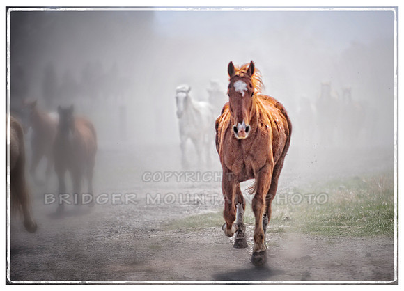 Running Free