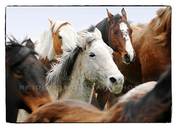 Running Horses at Three Forks