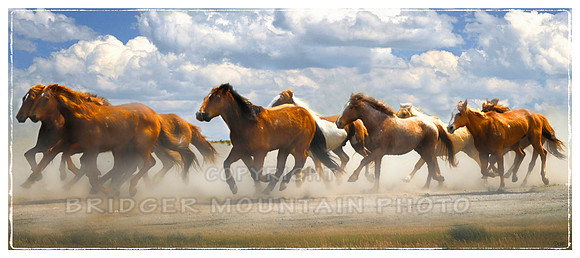 Running Horses in Three Forks